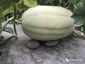 有人吃瓜在哪里找瓜,吃瓜群众如何轻松找到新鲜瓜源