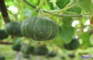 广州南艺吃瓜事件,校园风波背后的真相揭晓