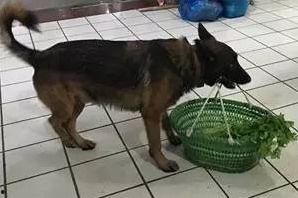 郴州网红买菜狗,萌宠助力，打造独特市井生活风景线