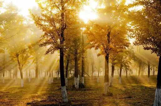 西安今日头条银杏林,秋日里的古都风情画卷”